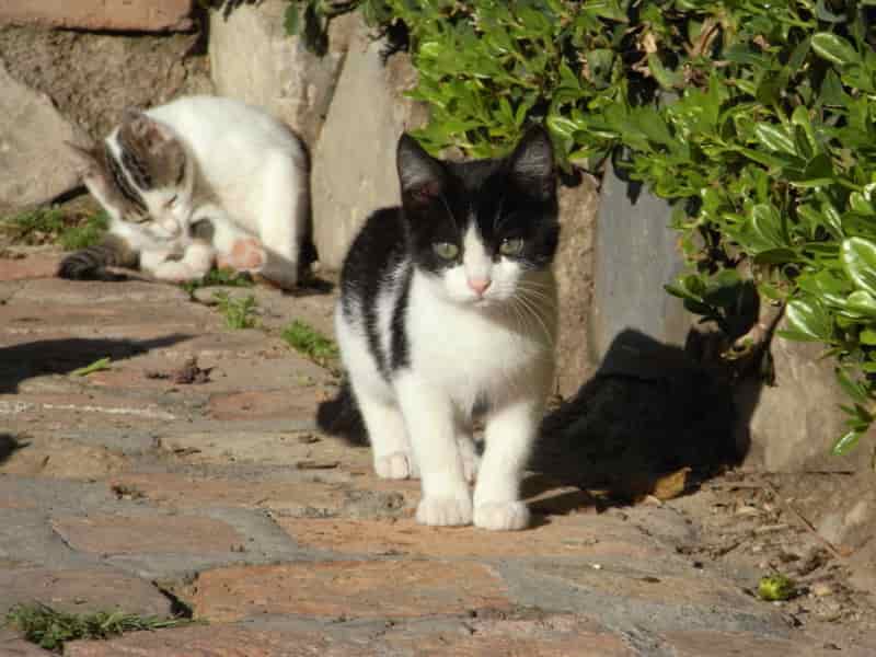 A kitten explores the fortress grounds in Malaga