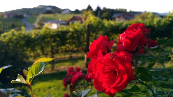 Roses in the countryside outside of Graz, Austria